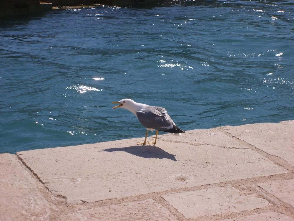 Slovinsko+chorvatsko 2010